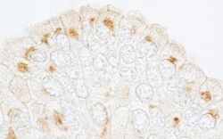 GBF1 Antibody, Novus Biologicals 0.1mL; Unlabeled:Antibodies, Polyclonal